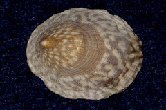 Patellogastropoda