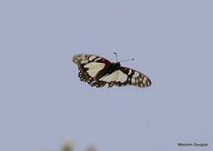 Graphium morania