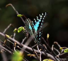 Graphium antheus