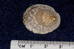 Patellogastropoda