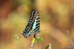 Graphium antheus