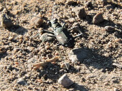 Cicindela ocellata