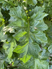 Acanthus