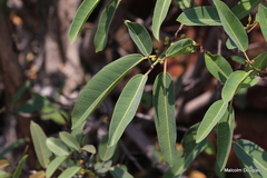 Ficus salicifolia