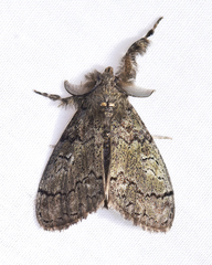 Dasychira plagiata