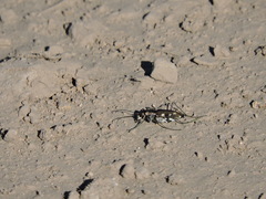 Cicindela ocellata