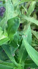 Corythucha marmorata