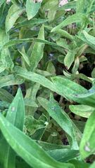 Corythucha marmorata