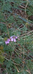 Geranium incanum