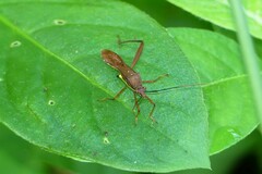 Riptortus linearis
