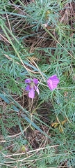 Geranium incanum