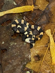 Oxyrhopus petolarius