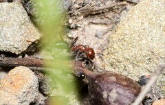 Melophorus rufoniger