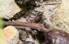 Melophorus rufoniger