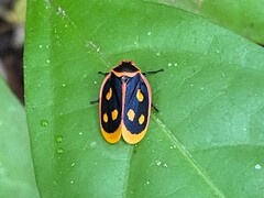 Iphirhina