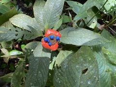 Palicourea tomentosa