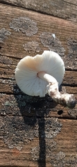 Lepiota erminea