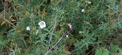 Geranium incanum