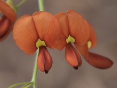 Kennedia coccinea