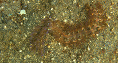 Pteraeolidia semperi