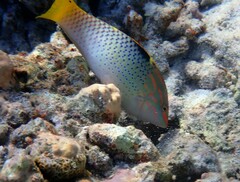 Halichoeres hortulanus