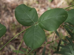 Kennedia coccinea