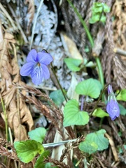 Viola grypoceras