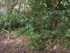 Kennedia coccinea