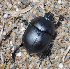 Thorectes punctatolineatus