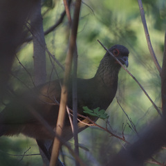 Ortalis poliocephala