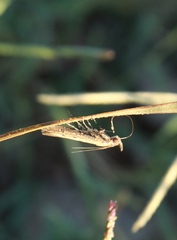 Elasmopalpus lignosella