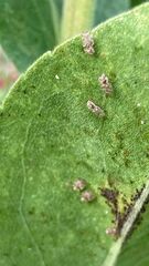 Corythucha marmorata