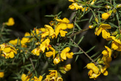 Pultenaea juniperina