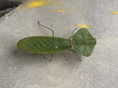 Choeradodis rhombicollis