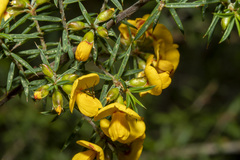 Pultenaea juniperina
