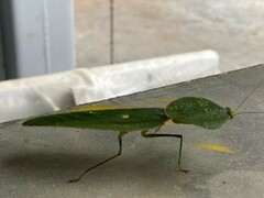 Choeradodis rhombicollis