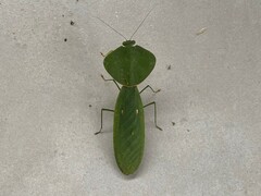 Choeradodis rhombicollis
