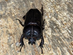 Phileurus
