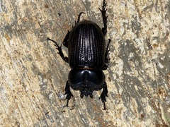 Phileurus