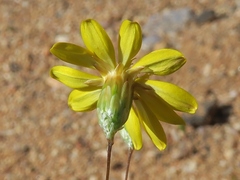Leysera tenella