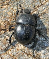 Thorectes punctatolineatus