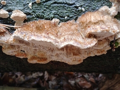 Trametes hirsuta