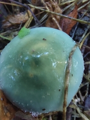 Russula crustosa