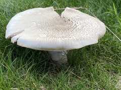 Agaricus arvensis
