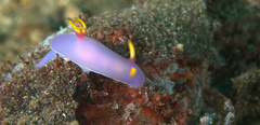 Hypselodoris bullockii