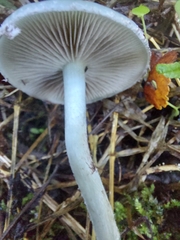 Russula crustosa