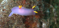 Hypselodoris bullockii