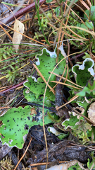 Peltigera aphthosa