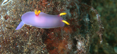 Hypselodoris bullockii