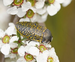 Stigmodera macularia